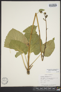 Silphium compositum image