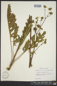 Silphium compositum image