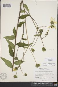 Silphium dentatum image