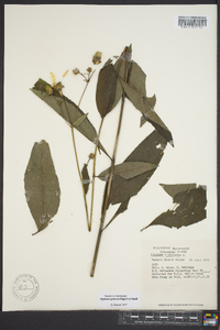 Silphium glabrum image