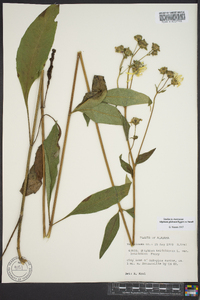 Silphium glabrum image