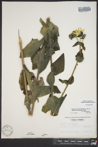 Silphium integrifolium image