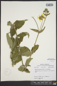 Silphium integrifolium image