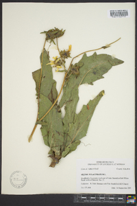 Silphium laciniatum image