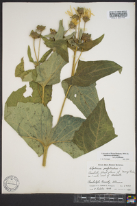 Silphium perfoliatum image