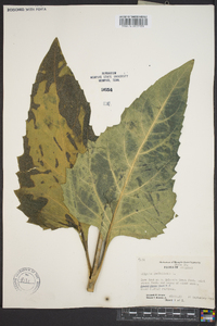 Silphium perfoliatum image