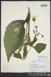 Silphium perfoliatum image