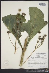 Silphium perfoliatum var. perfoliatum image