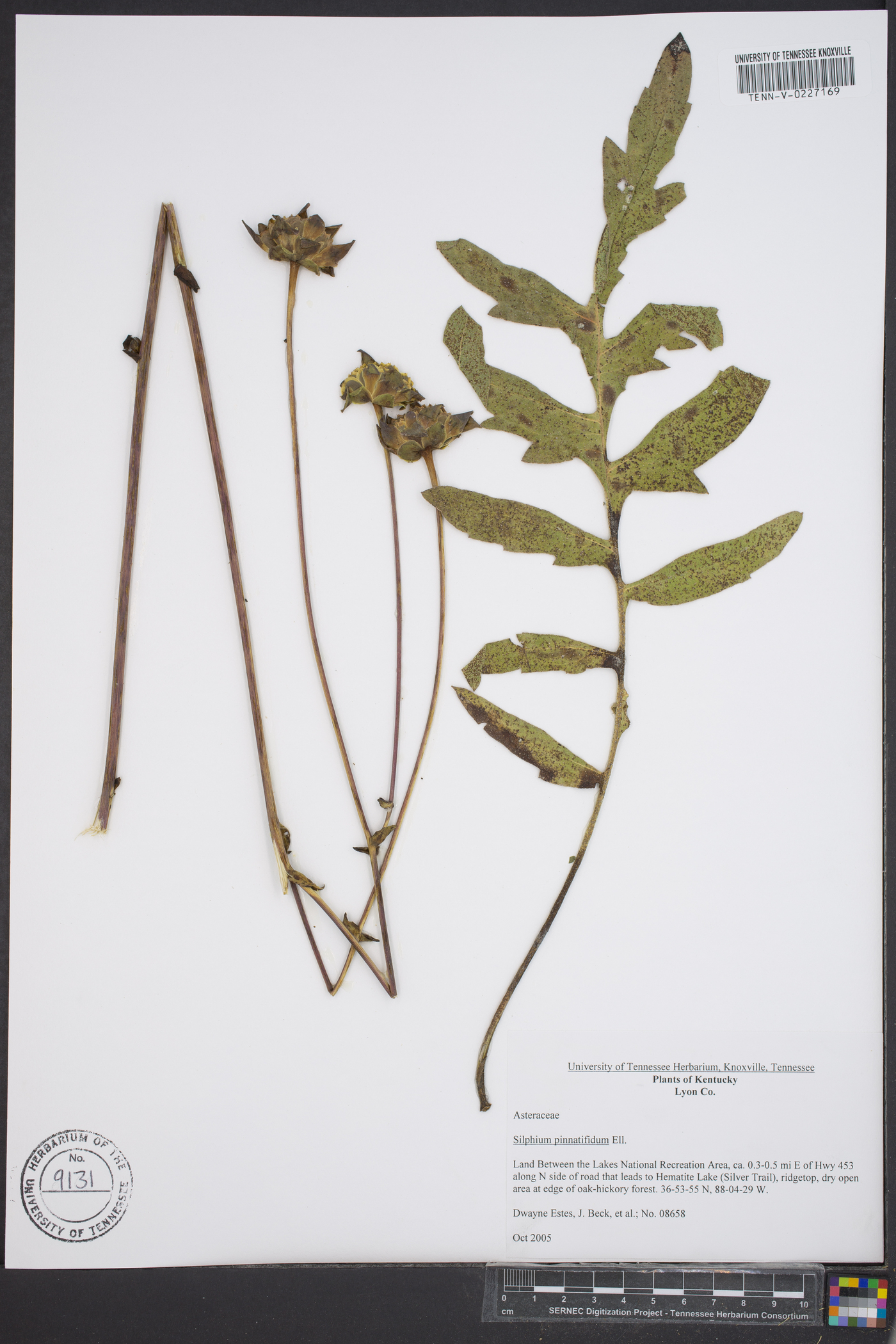 Silphium pinnatifidum image