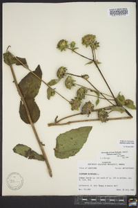 Silphium radula image