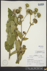 Silphium radula image