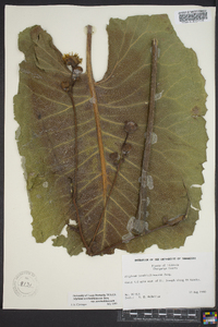 Silphium terebinthinaceum var. terebinthinaceum image