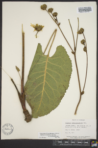 Silphium terebinthinaceum image