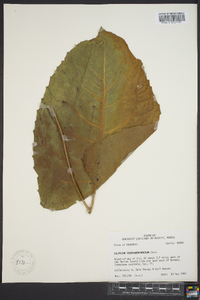 Silphium terebinthinaceum image