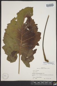 Silphium terebinthinaceum image