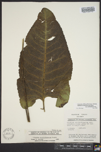 Silphium terebinthinaceum var. terebinthinaceum image