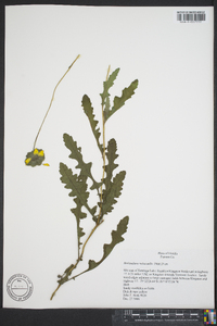 Berlandiera subacaulis image