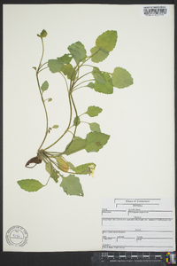 Chrysogonum virginianum image