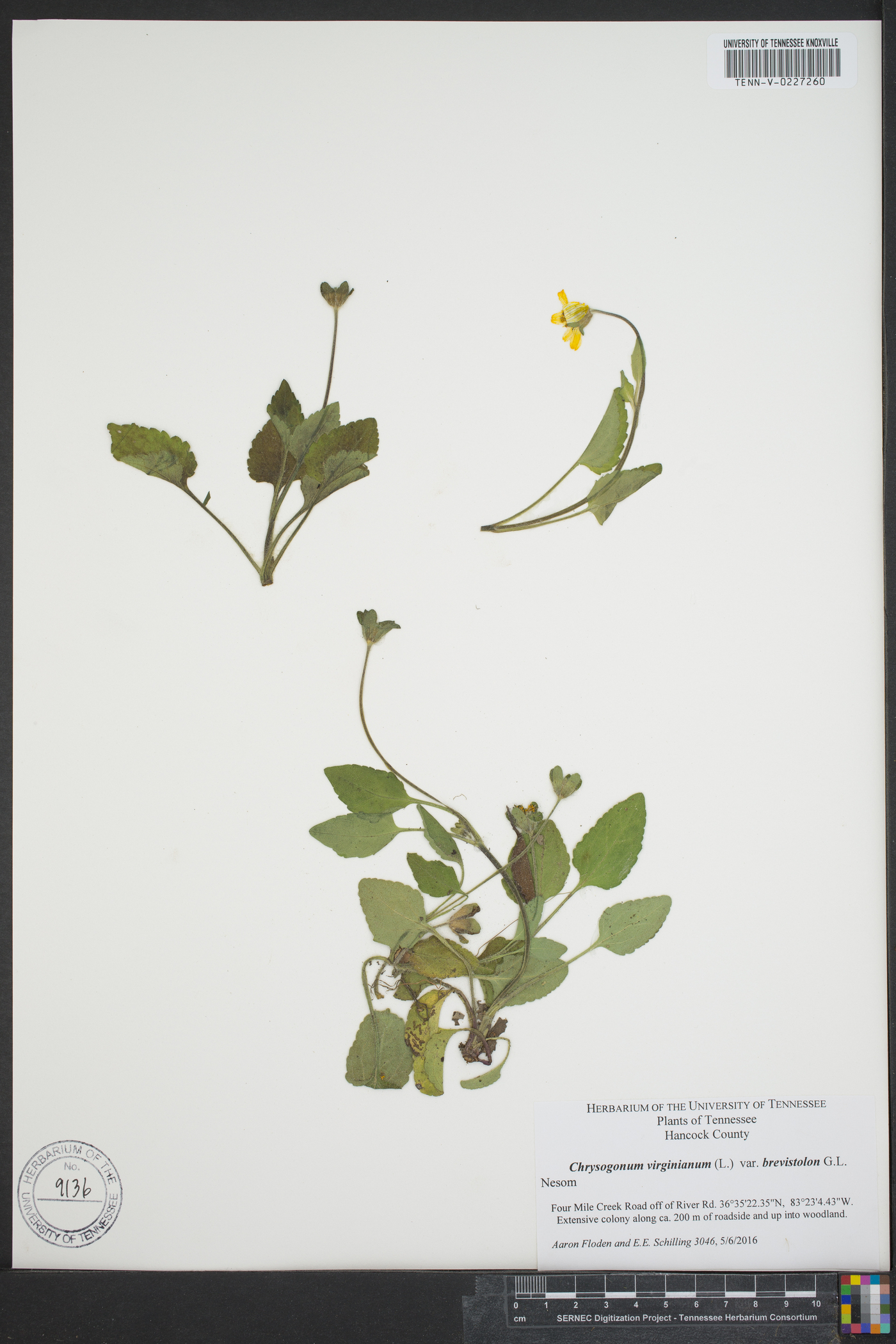 Chrysogonum virginianum var. brevistolon image