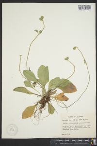 Chrysogonum australe image