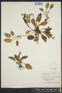 Chrysogonum australe image