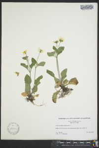 Chrysogonum virginianum image