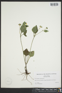 Chrysogonum virginianum image