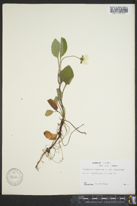 Chrysogonum virginianum var. virginianum image