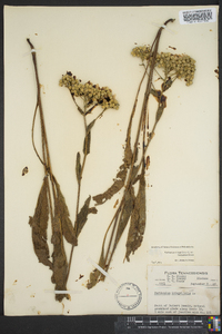 Parthenium integrifolium image