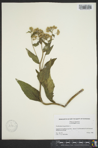 Parthenium integrifolium image