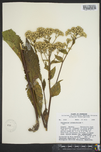 Parthenium integrifolium image