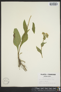 Parthenium integrifolium image