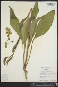 Parthenium integrifolium image