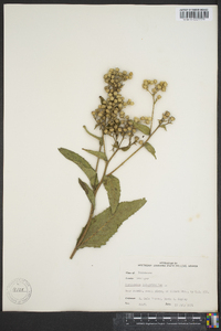 Parthenium integrifolium image