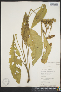 Parthenium integrifolium var. integrifolium image