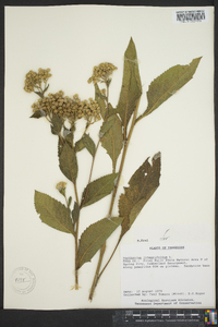 Parthenium integrifolium image