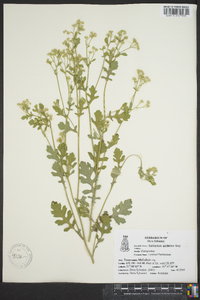 Parthenium confertum image