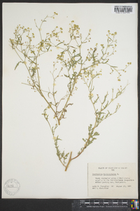 Parthenium hysterophorus image