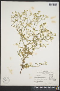 Parthenium hysterophorus image