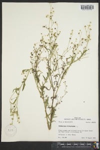 Parthenium hysterophorus image