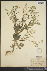 Parthenium hysterophorus image