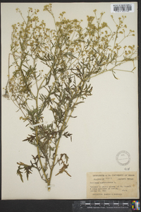 Parthenium hysterophorus image