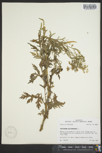 Parthenium hysterophorus image