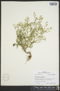 Parthenium hysterophorus image