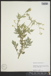 Parthenium hysterophorus image