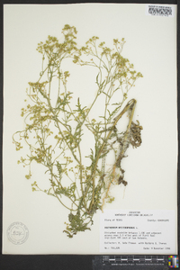 Parthenium hysterophorus image