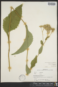 Parthenium integrifolium image