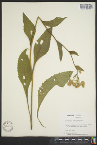 Parthenium integrifolium image