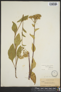 Parthenium integrifolium var. henryanum image