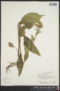 Parthenium integrifolium image